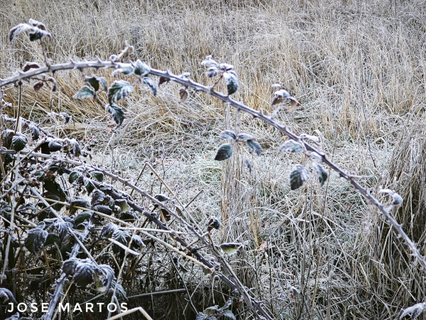 Zarza recubierta de escarcha en el paraje de los Villarejos (Noalejo. Jaén)