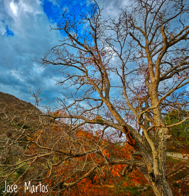 Noguera de los Villarejos